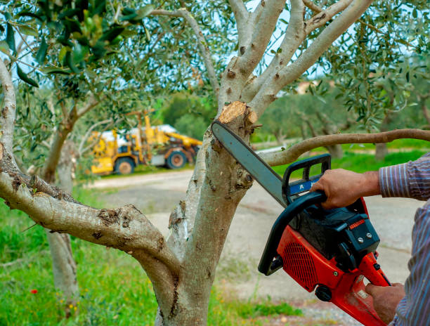 Emergency Storm Tree Removal in Clover Creek, WA